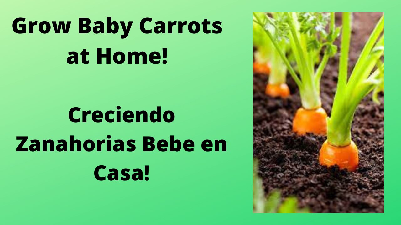 Grow Baby Carrots at Home!