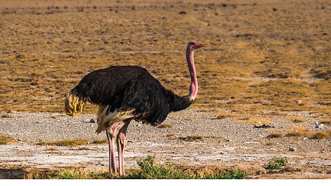 Ostrich