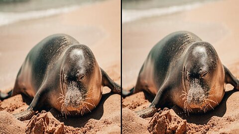 Sea lions want to be spoiled