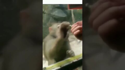 With a chain in the neck. So sad… #shorts