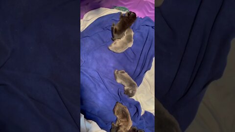 CaneCorso Puppies 1week