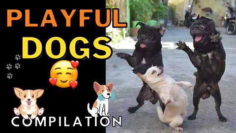 Playful Dogs Compilation - Lovable Doggies Having Fun