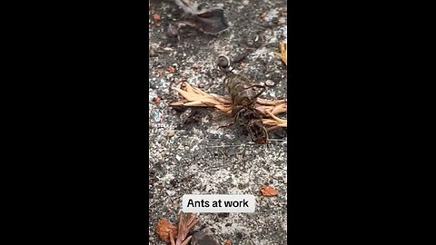 Ants at work