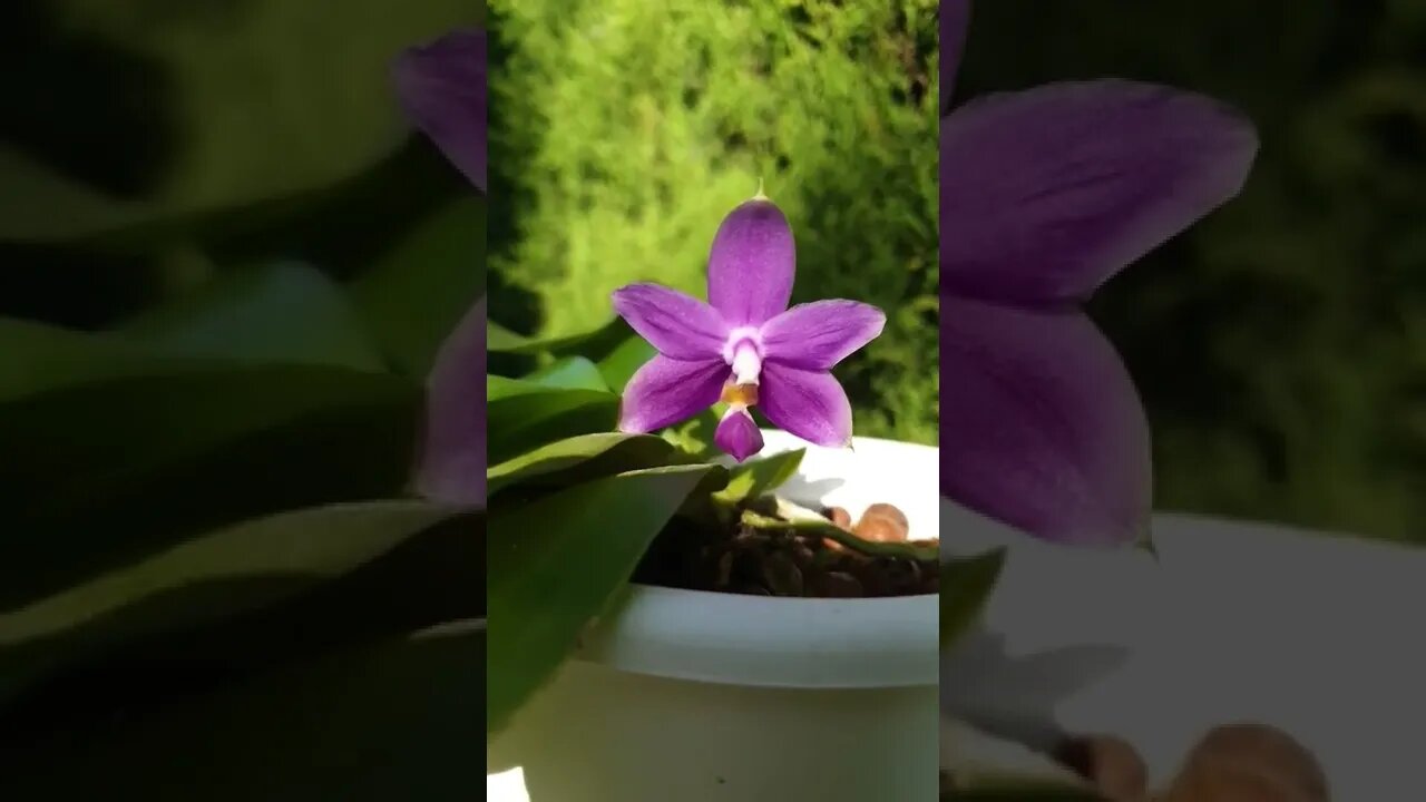 🤪🥊 #phalaenopsis #phalaenopsisviolaceavarcoerulea #fragrantorchids