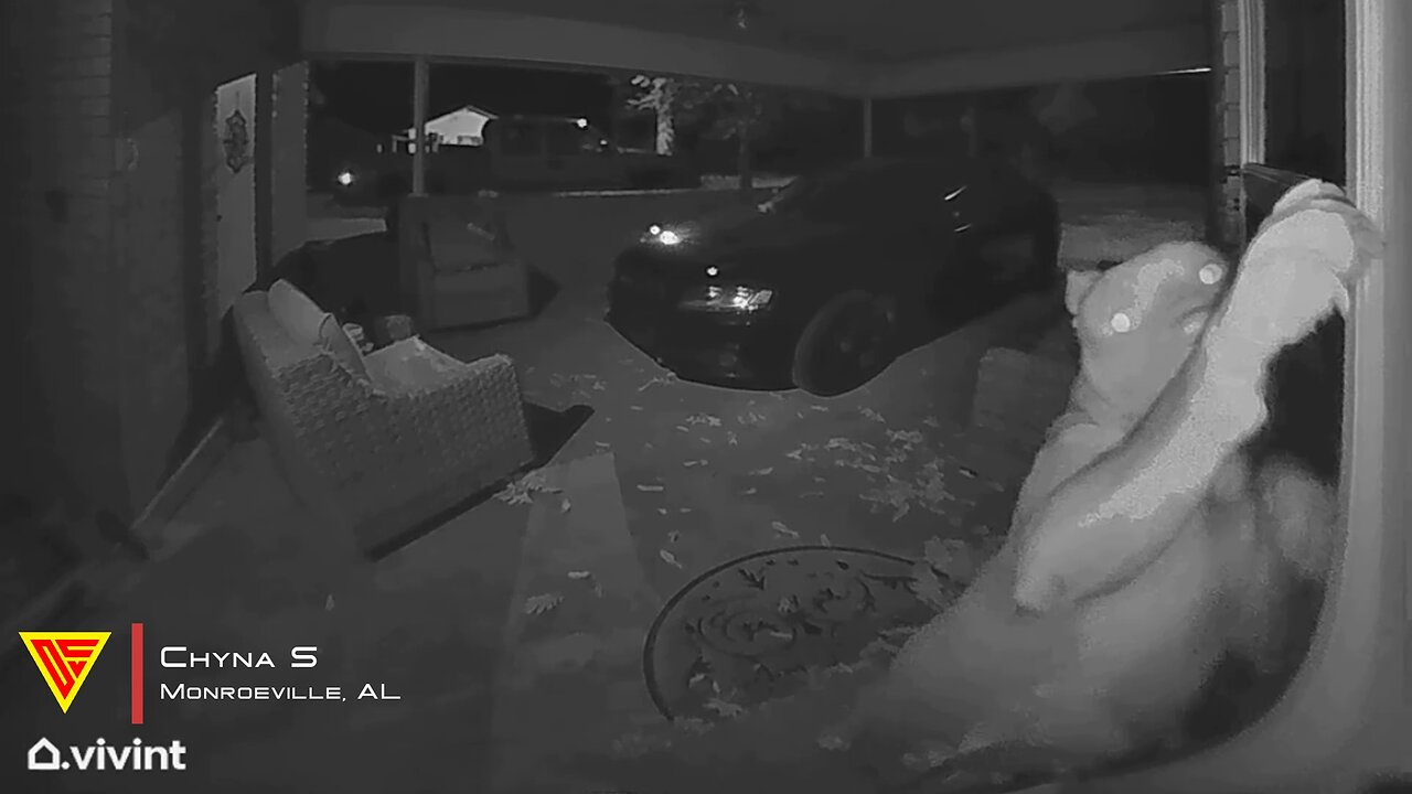 Clever Dog Rings Doorbell to Get Back Inside Caught on Vivint Camera | Doorbell Camera Video