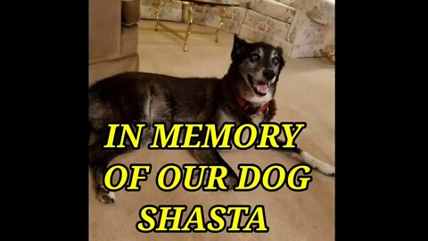IN MEMORY OF OUR DOG SHASTA 💕💖💞