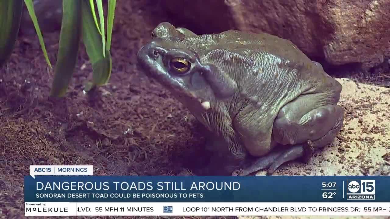 Toxic toads may be lingering in your desert yard after wet monsoon