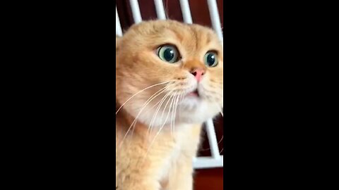 Cat funny vadio #Entertiment#karma#Viral#Rumble#Foryoupage