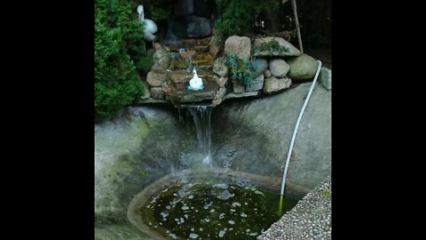 (6) My little pond near the house. Algae problem and green water