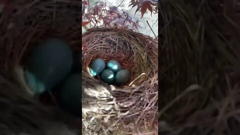 Robin eggs 🥚