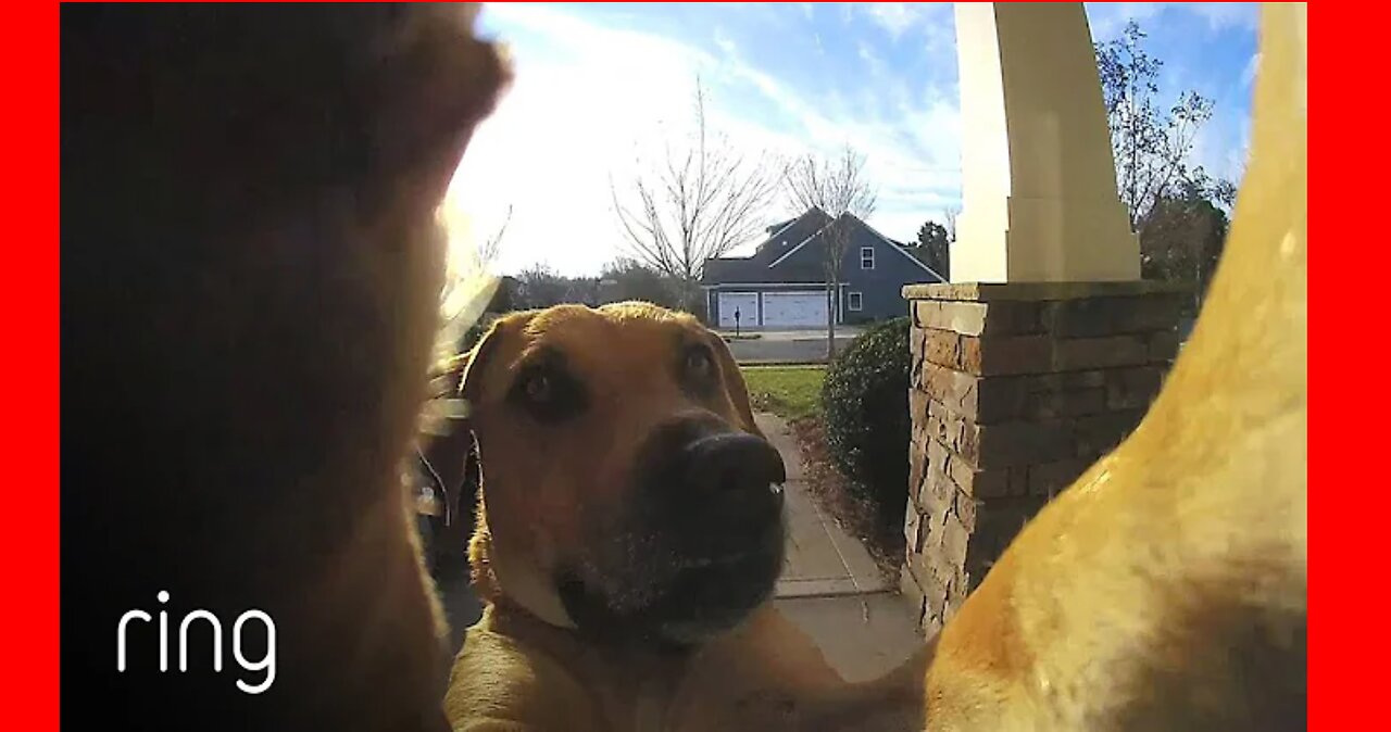 Watch How This Dog Uses a Ring Video Doorbell to Get Back In The House RingTV