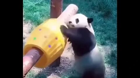 Pandas jugando ... y cayendo