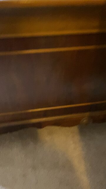 Belgian malinois puppy 8wks old