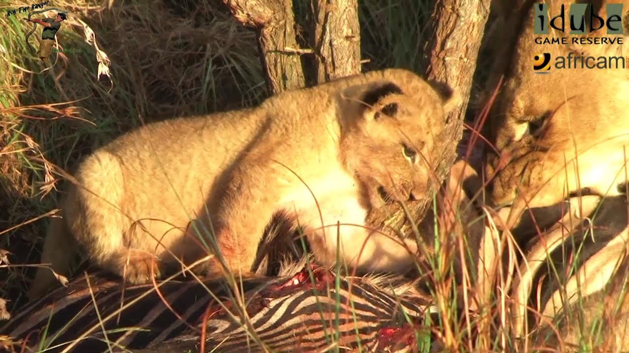 Daughters Of The Mapogo Lions - Rebuilding The Othawa Pride - 2: First Meat For The Cubs?