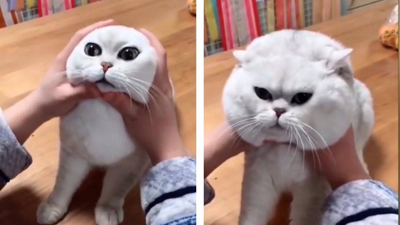 MOST SATISFYING FUNNY CAT VIDEO 😂😂😂