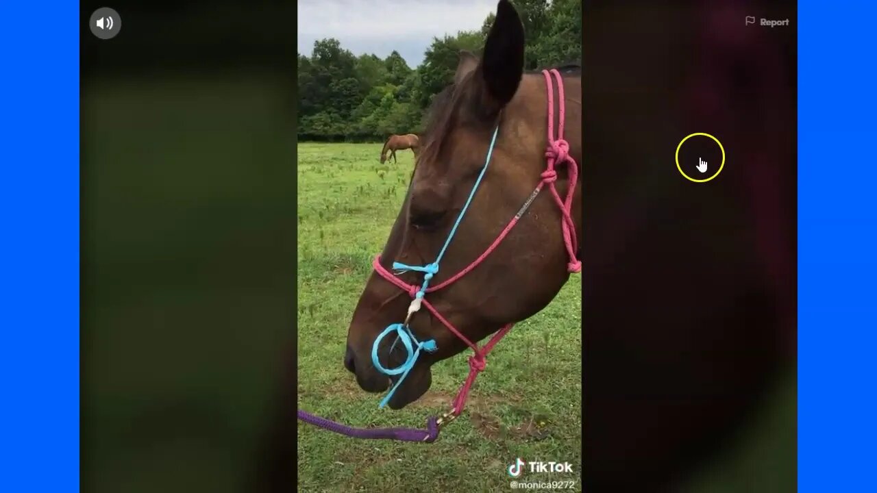 Explaining A Horse War Bridle Versus A Pain Torture Device - A Gum Line - Exposing Fake Information