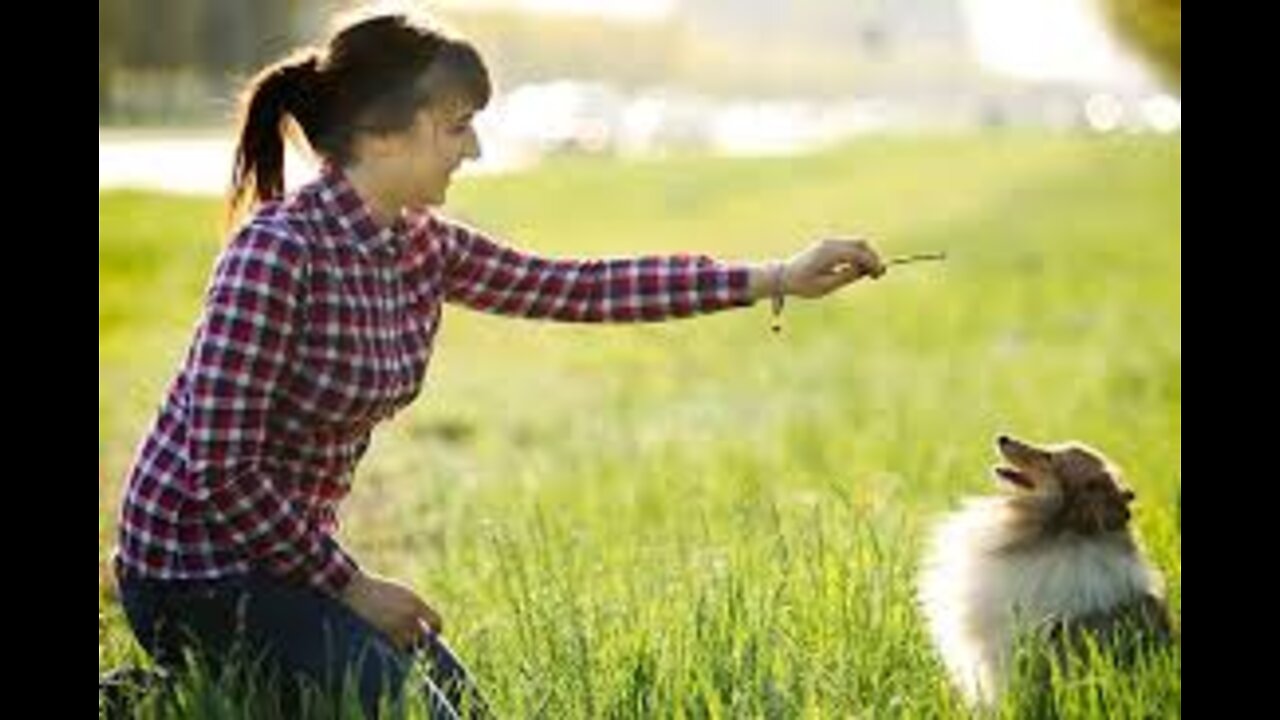 Best Trained Disciplined Dogs