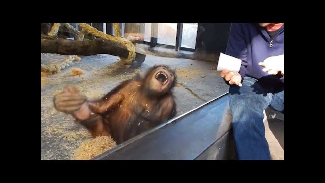 Magician has an orangutan in splits