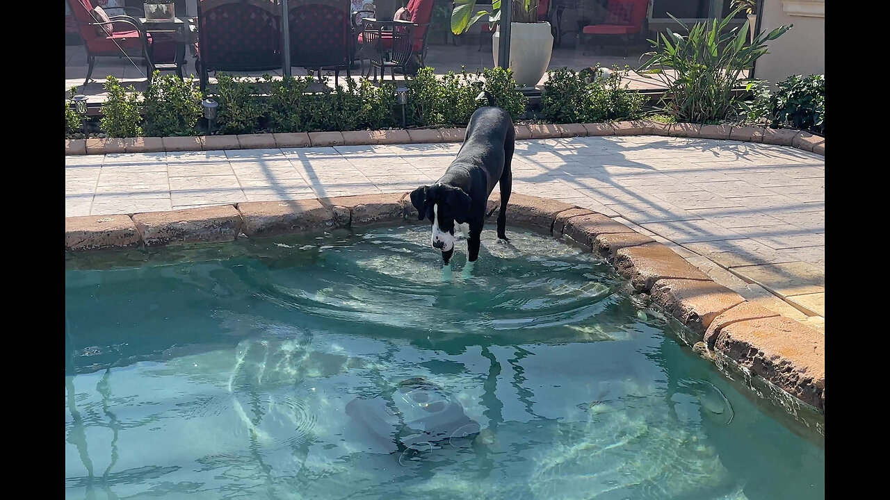 Funny Water Loving Great Dane Chats With Seagull Pool Cleaner