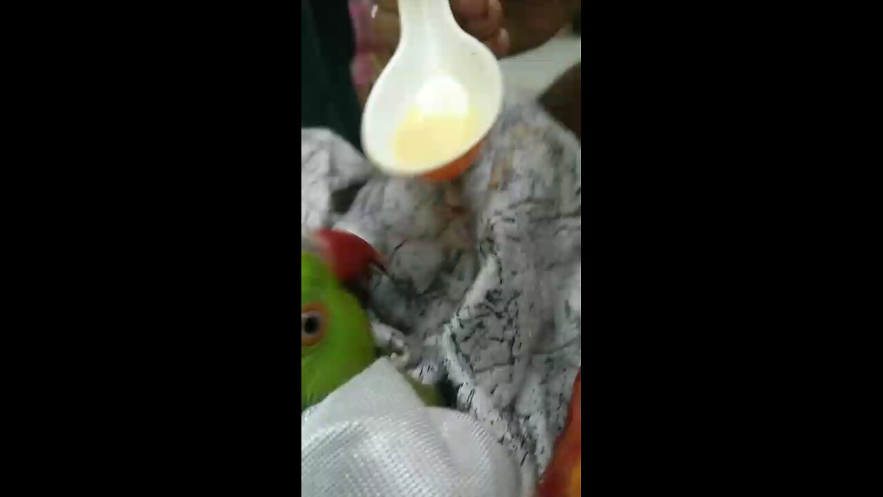Parrot taking milk