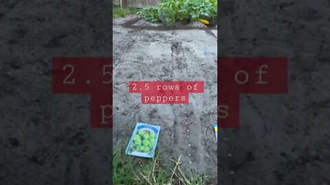 GodSpeed Garden: Planting Peppers (4/27/22)