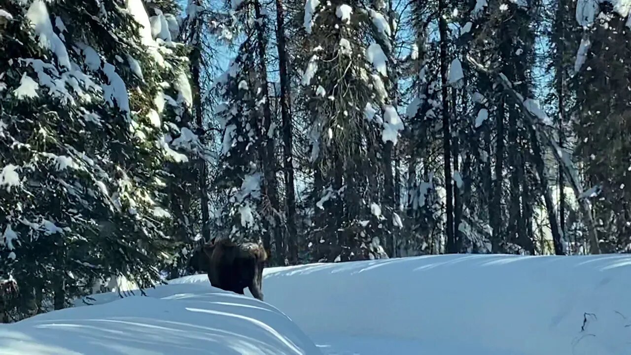 Driveway Moose