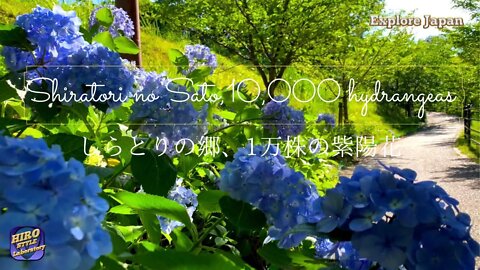 【Explore Japan：Shiratori no Sato, 10,000 hydrangeas】大阪・羽曳野 道の駅「しらとりの郷」の10,000株の紫陽花とツバメの親子の育児観察