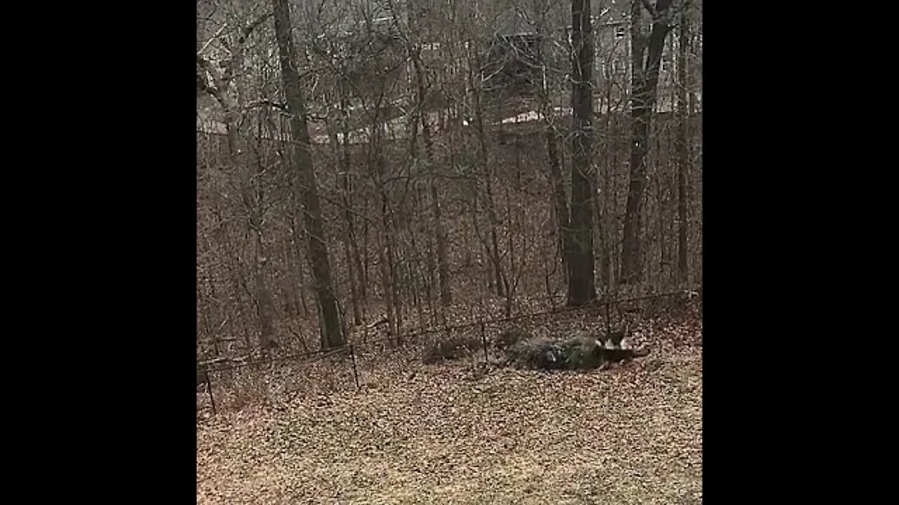 Dogs don't let dad throw out the Christmas tree