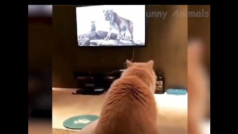 Dog watch tv and funny reaction watch full comedy scenes
