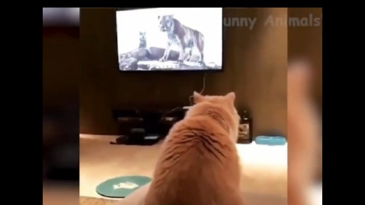 Dog watch tv and funny reaction watch full comedy scenes