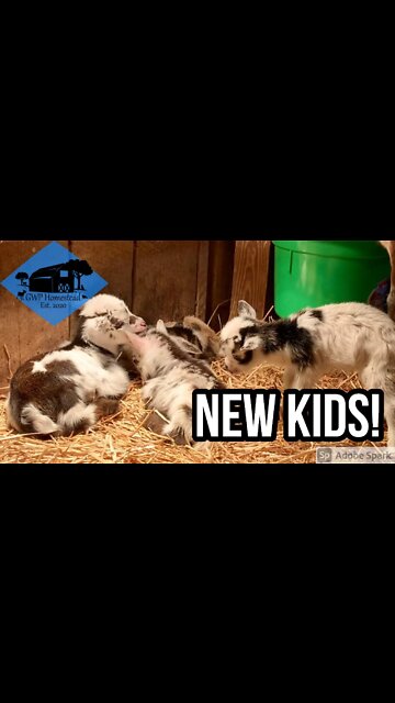 New Goat Kids Born on the Farm! #shorts