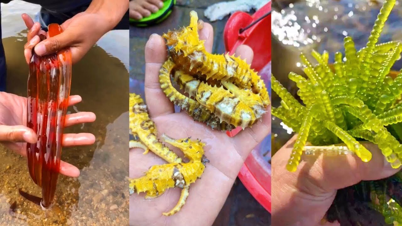 Marine Animal Hunting Activities Around the Beach