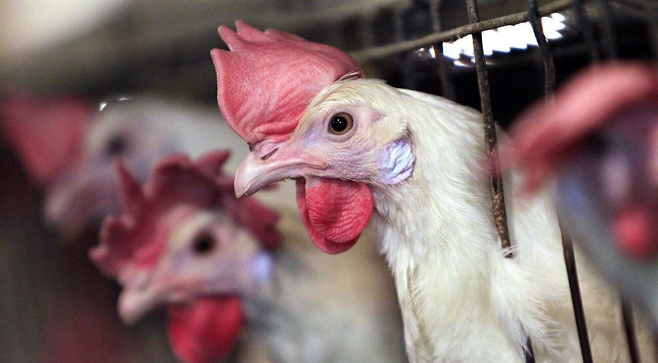 Meanwhile, New Bill Would Allow Texans to Have Chickens in Back Yard as Egg Prices Continue to Skyro