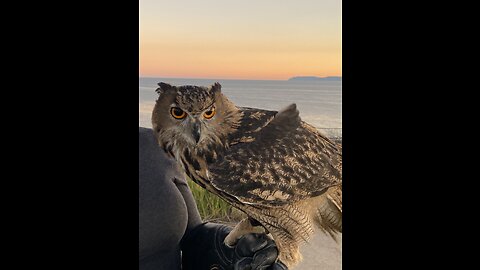 The Owl is real the rest is not