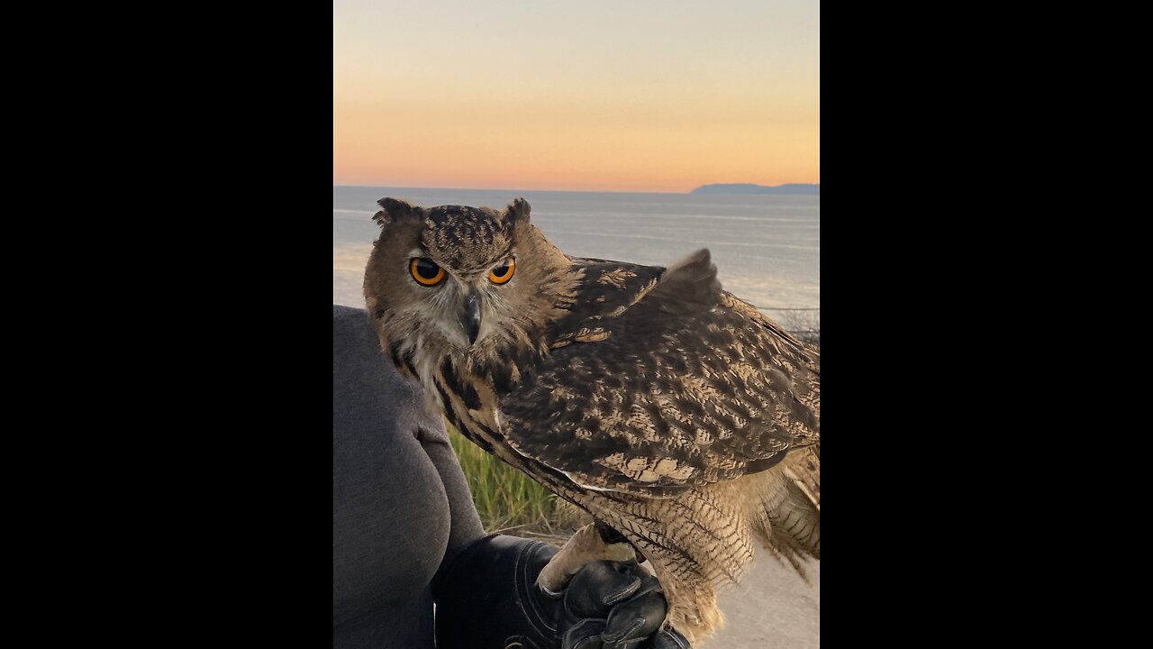 The Owl is real the rest is not
