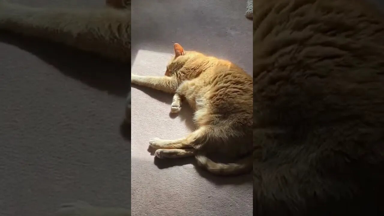 My beautiful cat laying in the sun