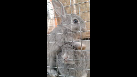 The Hidden Truths of Caged Rabbits