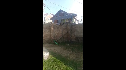 A Wild Cat