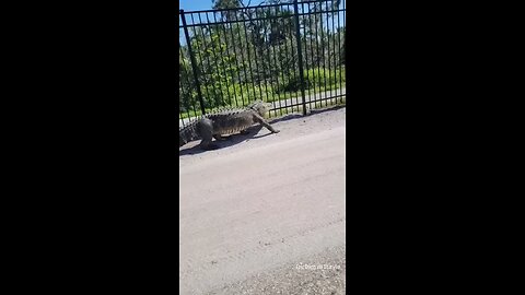 Giant alligator bends metal fence while forcing its way through
