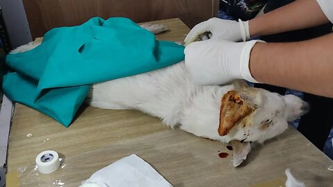 Hematoma Surgery at Mr.Bolt Pet Clinic