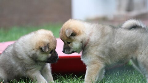 😘Puppies SO0 Cute | Cute Puppies Videos | Cutest moment of the Puppies Cute Pets
