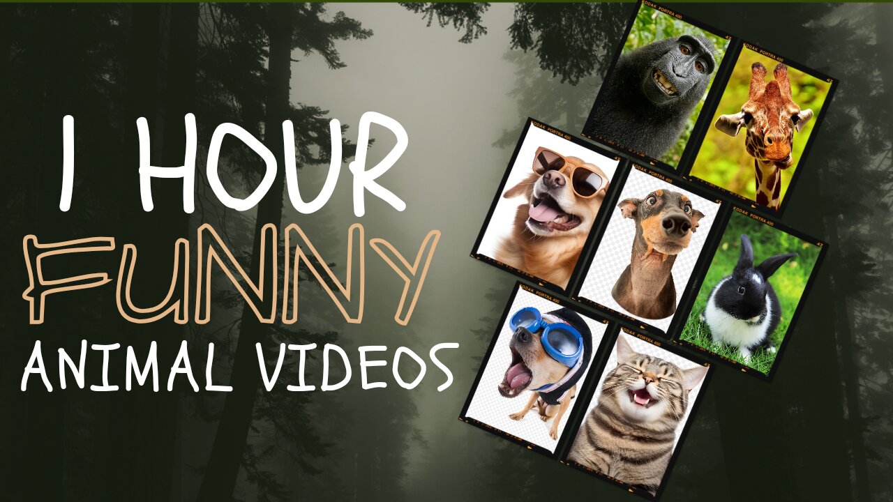 1 Hour Of Funniest Animals 😅 New Funny Cats and Dogs Videos 😸🐶 #animals #animalsvideos #don #cat