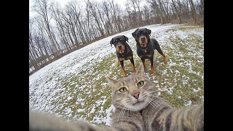 funny memes funny animal moments Funny cats Jokes with cats Funny animals Dogs🤣🐾 😂