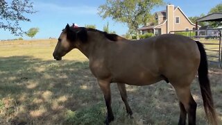 Morning Check In On Horses - Talking About Feeding & Alfalfa Hay