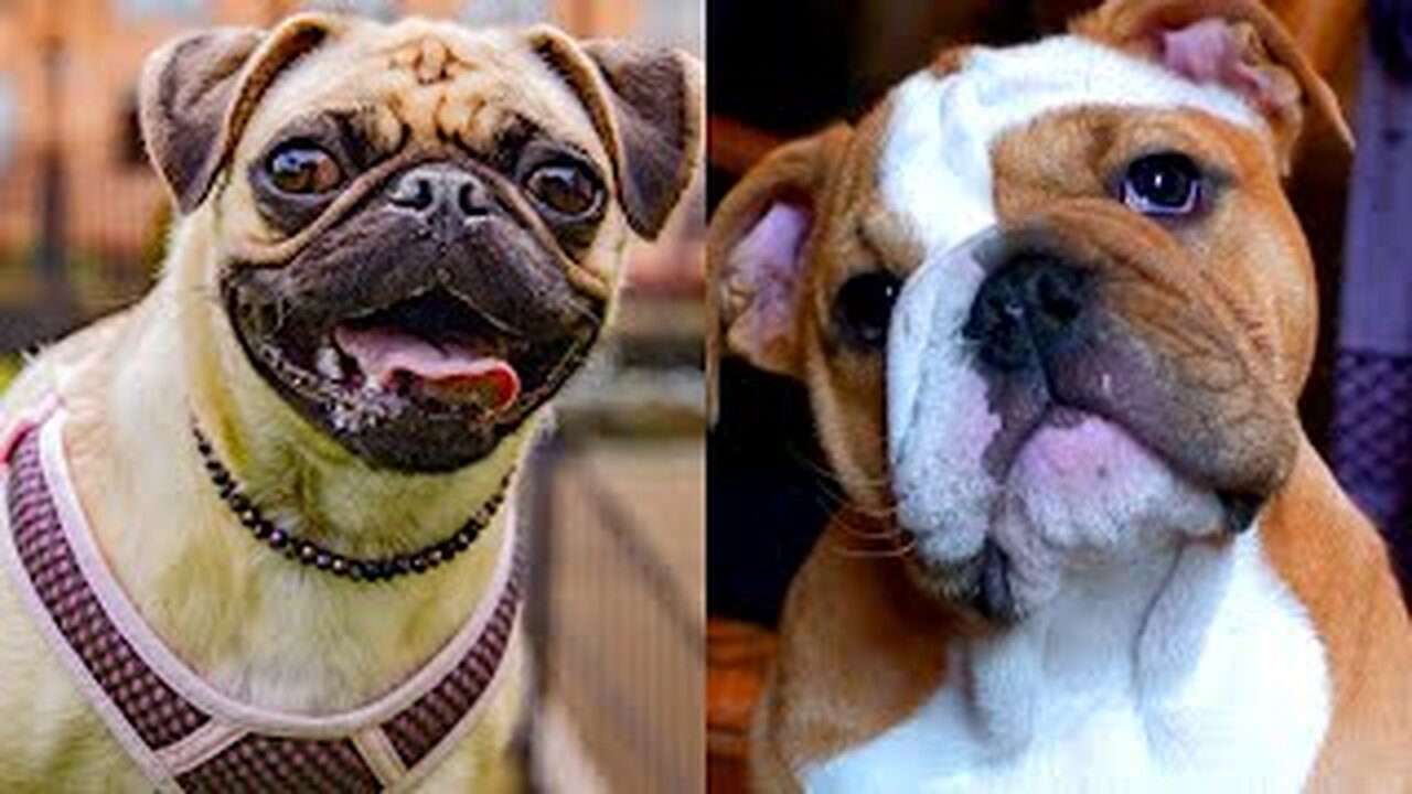 Buldog VS Pug | who wins!?! Funny video