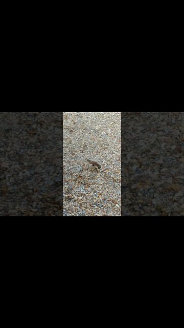 A bird whispered something to me...!