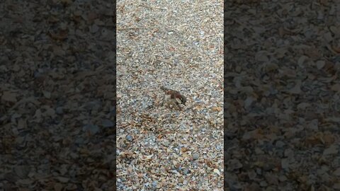 A bird whispered something to me...!