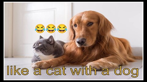Unlikely Friendship: Astonishing Cat and Dog Duo! Short #shorts #funnymemes