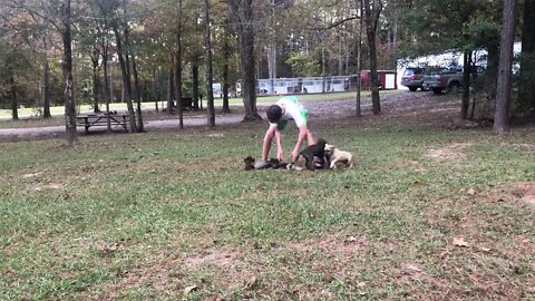 Pups from Wrecker x Betty Crocker at 8 weeks