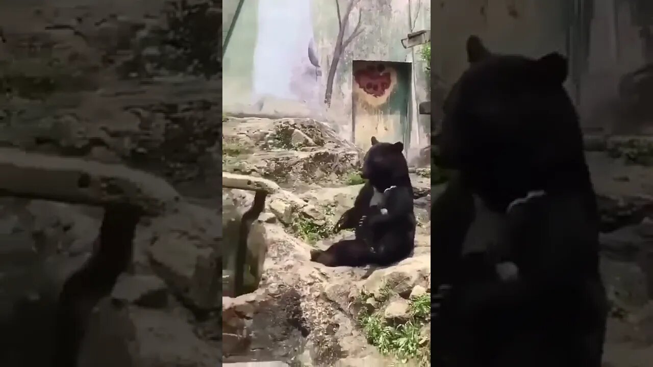 Funny Bear 🐻🐨